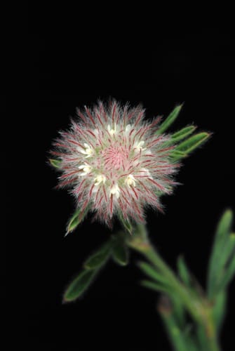Trifolium arvense (Hare’s-foot Clover) — photo