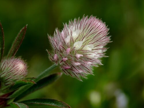 Trifolium arvense