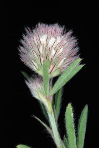 Trifolium arvense (Hare’s-foot Clover) — photo