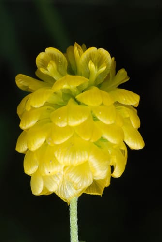Trifolium aureum (Large hop clover) — photo