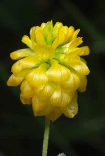 Trifolium aureum (Large hop clover) — photo
