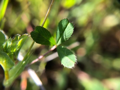 Trifolium bifidum (Piñole clover) — photo