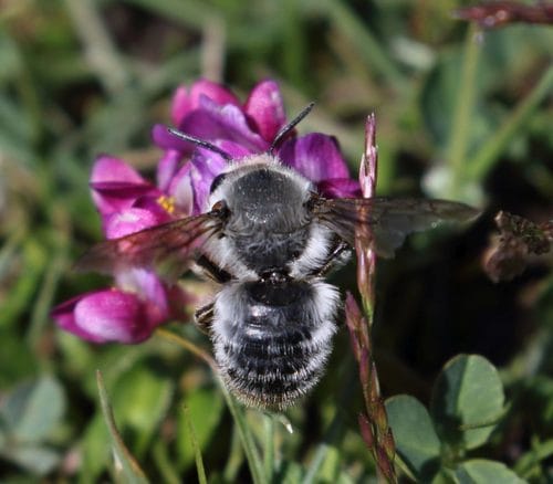 Trifolium burchellianum — photo