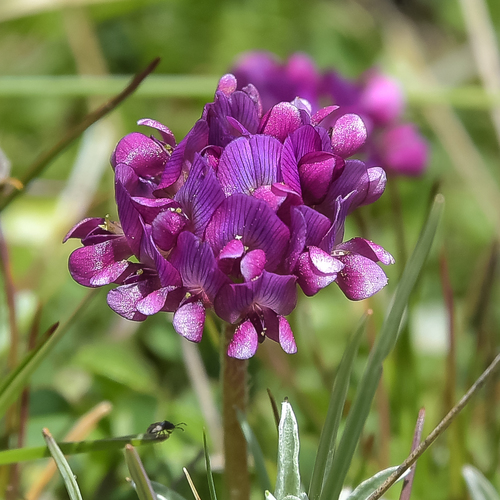 Trifolium burchellianum