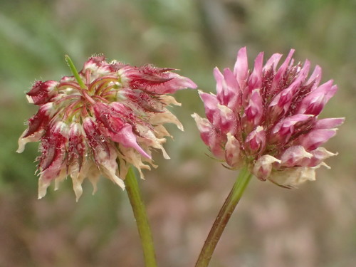 Trifolium ciliolatum (Foothill clover) — photo
