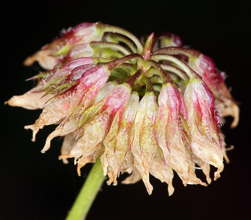 Trifolium ciliolatum (Foothill clover) — photo