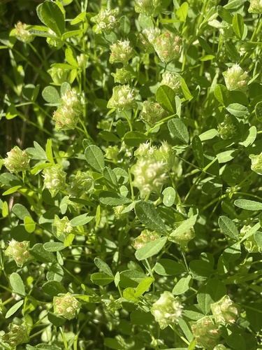 Trifolium cyathiferum (Cup clover) — photo