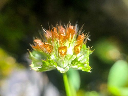 Trifolium cyathiferum (Cup clover) — photo