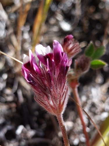 Trifolium dichotomum (Branched Indian clover) — photo