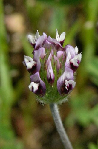 Trifolium dichotomum (Branched Indian clover) — photo