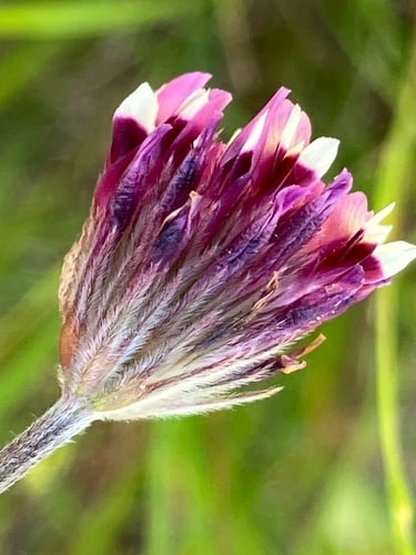 Trifolium dichotomum
