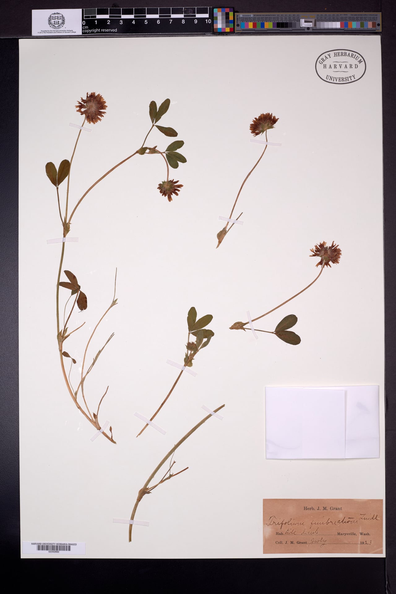 Trifolium fimbriatum (Springbank clover) — photo