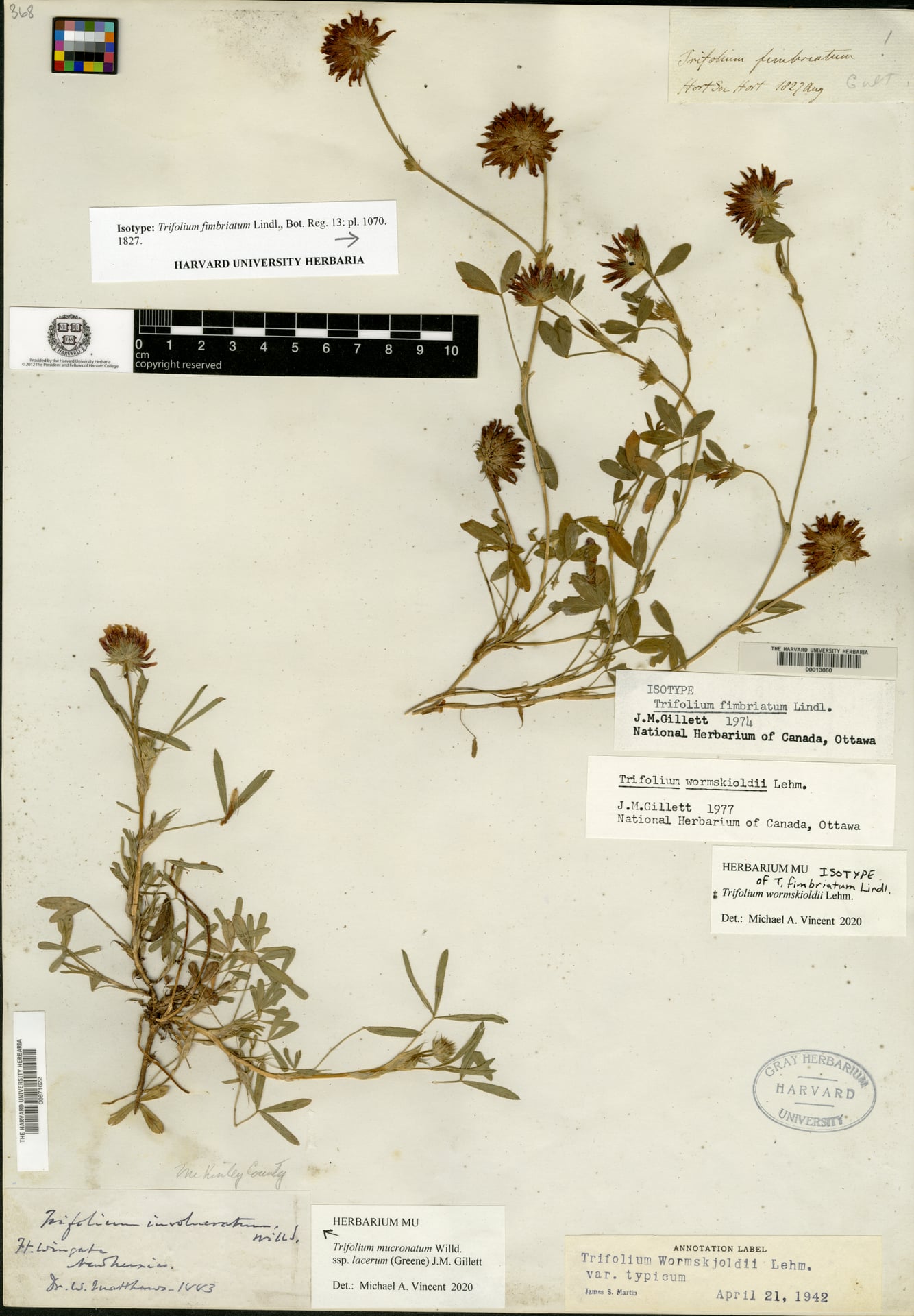 Trifolium fimbriatum (Springbank clover) — photo