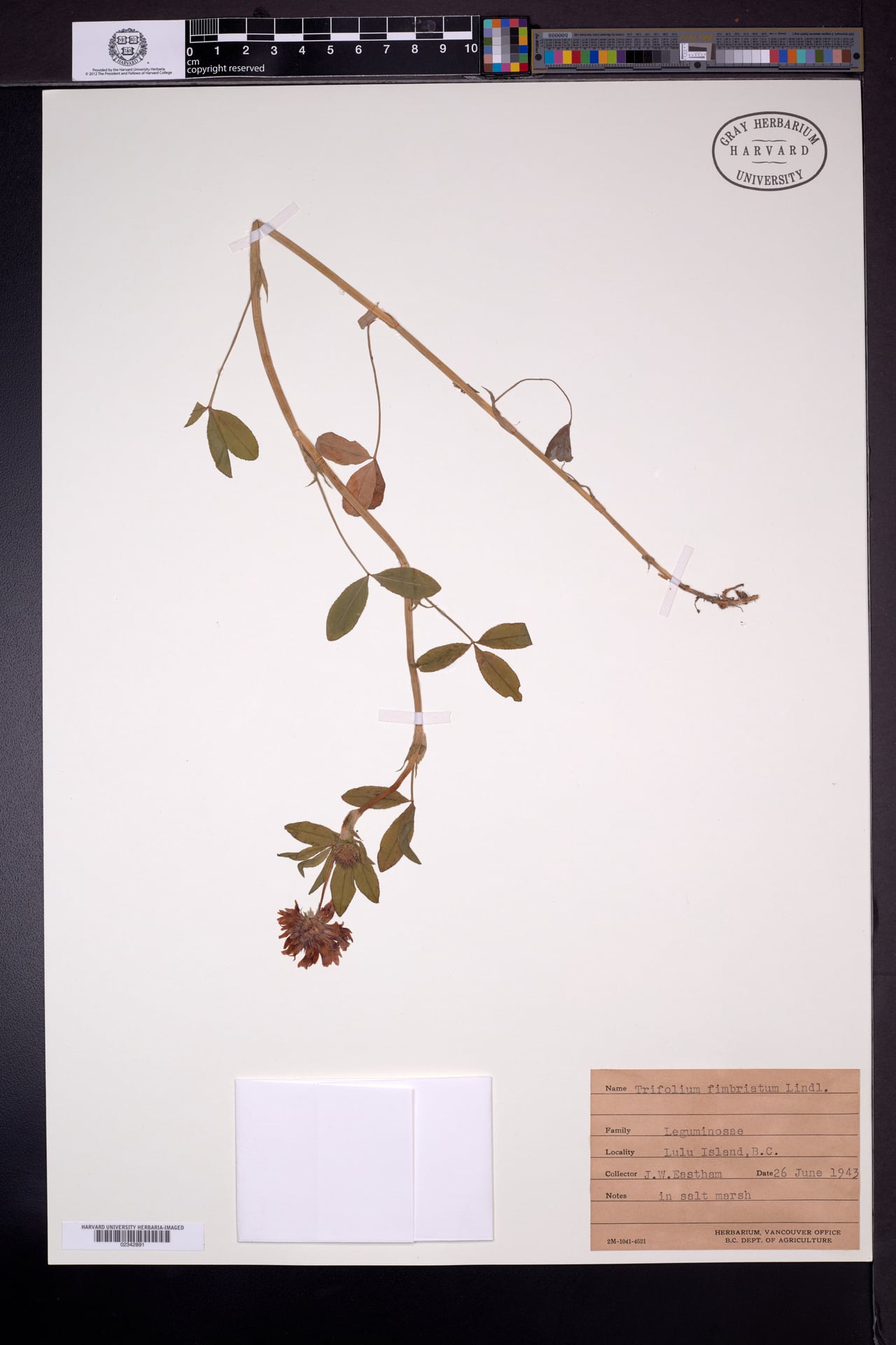 Trifolium fimbriatum