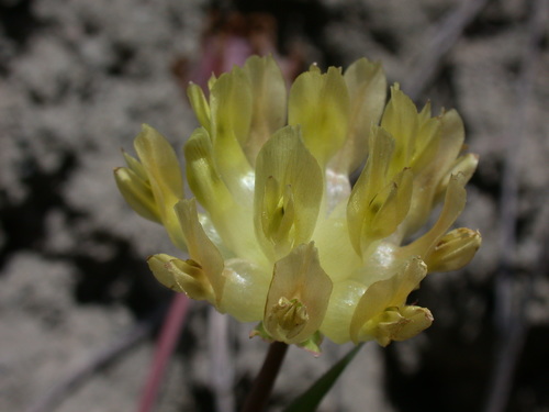 Trifolium fucatum