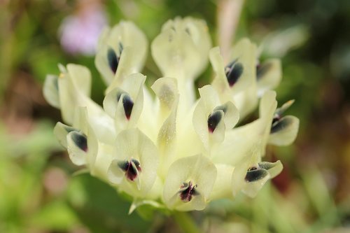 Trifolium fucatum (Sour clover) — photo