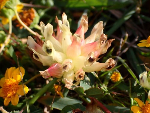 Trifolium fucatum subsp. virescens — photo