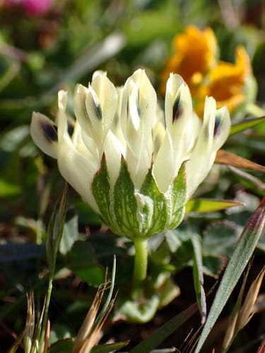 Trifolium fucatum subsp. virescens