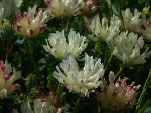 Trifolium fucatum (Sour clover) — photo
