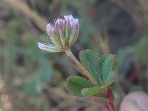 Trifolium gracilentum (Pin-point clover) — photo