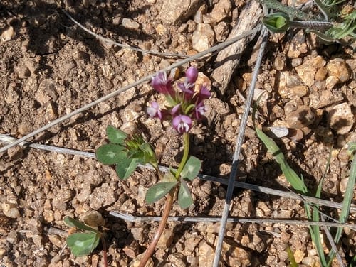 Trifolium gracilentum (Pin-point clover) — photo