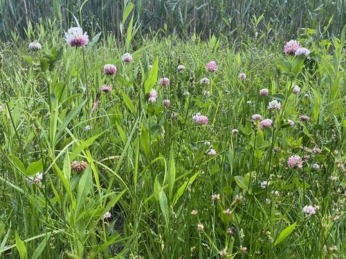 Trifolium hybridum (Alsike clover) — photo