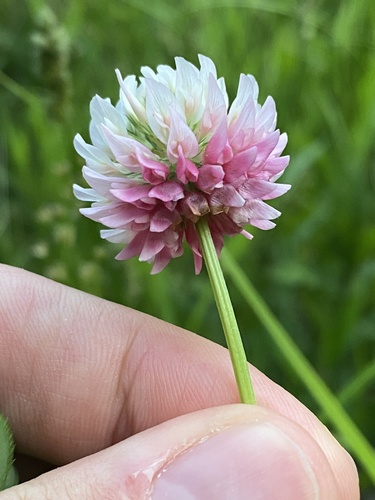 Trifolium hybridum (Alsike clover) — photo