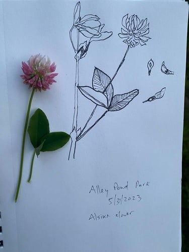 Trifolium hybridum