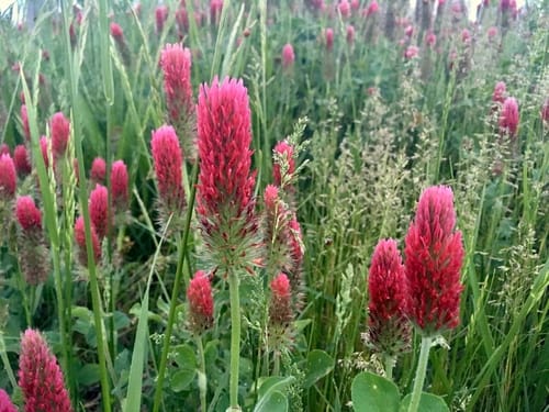 Trifolium incarnatum (Crimson clover) — photo