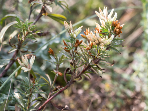 Trifolium lupinaster (Lupine Clover) — photo