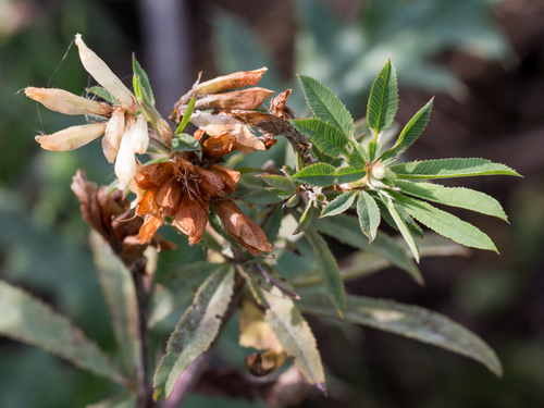 Trifolium lupinaster (Lupine Clover) — photo