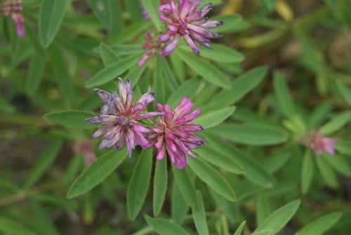 Trifolium lupinaster
