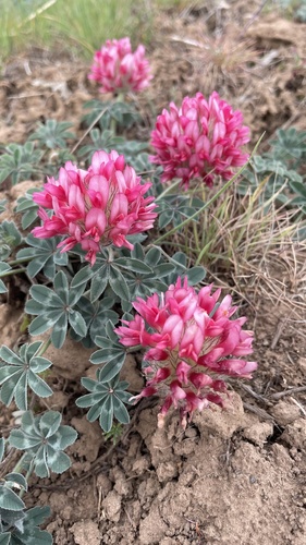 Trifolium macrocephalum (Bighead clover) — photo