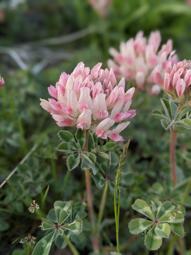 Trifolium macrocephalum