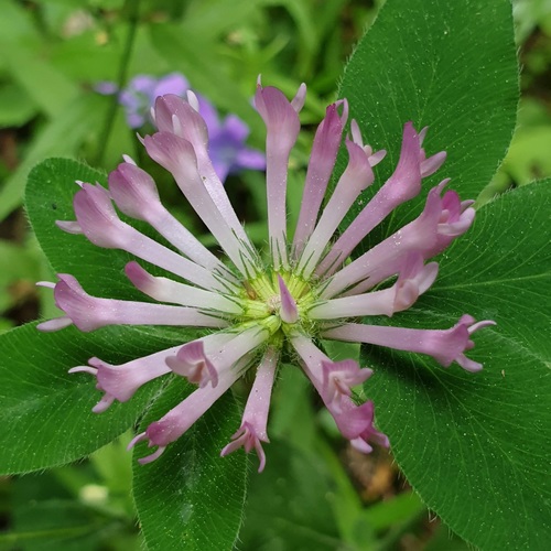 Trifolium medium (Zigzag clover) — photo