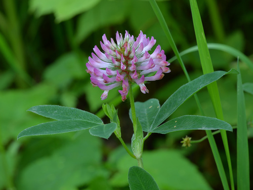 Trifolium medium (Zigzag clover) — photo