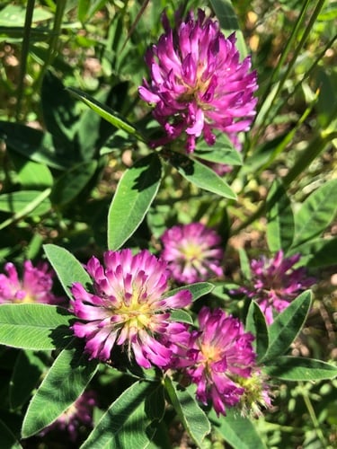 Trifolium medium