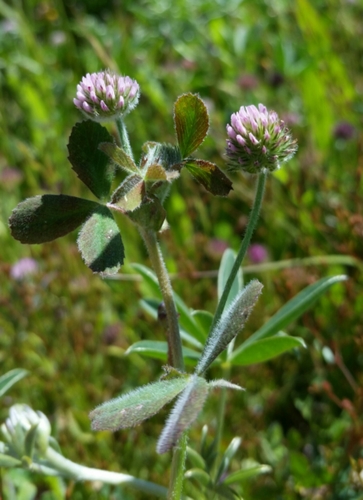 Trifolium microcephalum (Smallhead clover) — photo