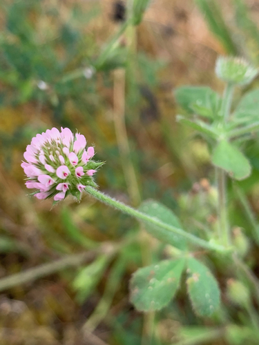 Trifolium microcephalum (Smallhead clover) — photo