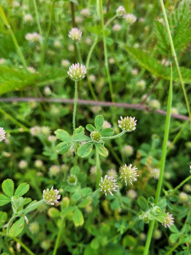 Trifolium microcephalum