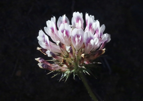 Trifolium obtusiflorum (Clammy clover) — photo