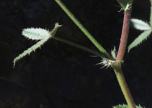 Trifolium obtusiflorum (Clammy clover) — photo