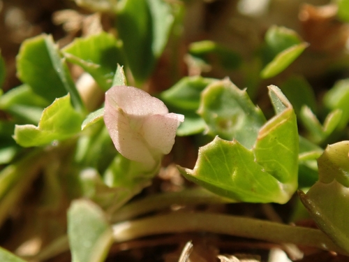 Trifolium ornithopodioides (Bird Clover) — photo