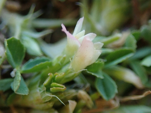 Trifolium ornithopodioides (Bird Clover) — photo