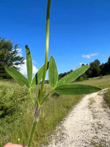 Trifolium pannonicum — photo