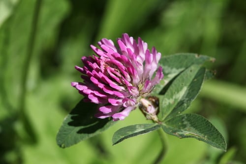 Trifolium pratense (Red clover) — photo