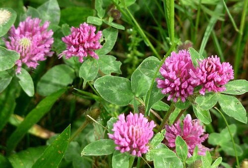 Trifolium pratense (Red clover) — photo