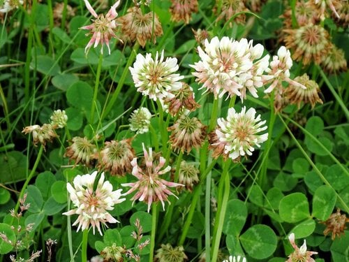 Trifolium repens (White clover) — photo