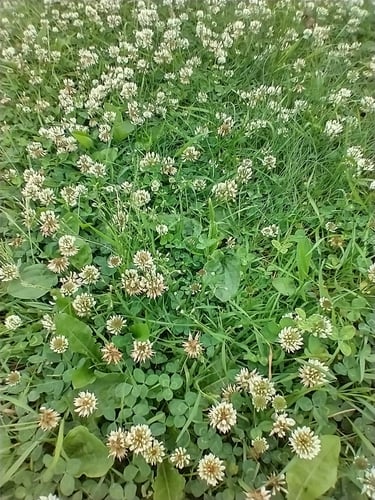 Trifolium repens (White clover) — photo