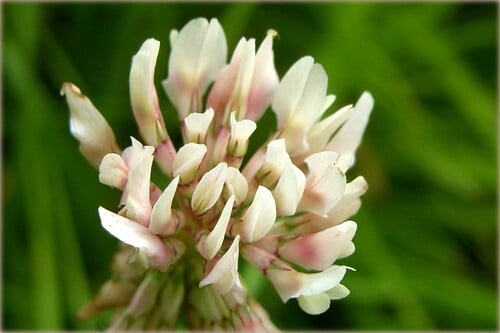 White clover